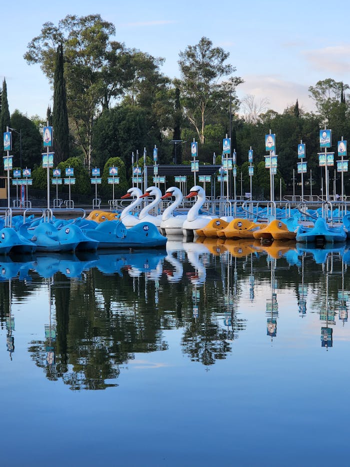 Swan-shaped paddle boats docked on a serene lake surrounded by green trees, reflecting a peaceful scene.